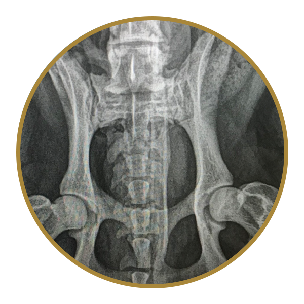 Pet X-Ray Photo 1